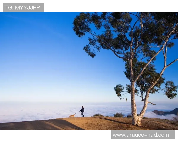 探索阿拉巴的魅力与文化深度，揭开这片土地的历史与未来发展之路